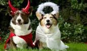 Two-Castle-Rock-dogs-dressed-for-Halloween.webp