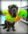 the-world_s-top-10-most-annoying-problems-for-big-dogs-7.webp