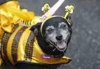 AP-Brazil-Carnival-Dogs.webp