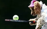 WIMBLE-DOGS010_2949327k.webp