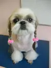 dogs-horrible-haircuts-funny-19.webp