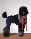funny-dogs-haircuts-11.webp