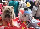 carnival-dogs-1.webp