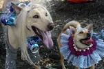 dogs.webp