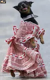 dogs_10.webp