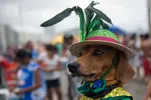 dogs17n-3-web.webp