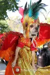 halloween-dog-parade_3926785.webp