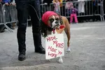 20101025_doghalloween-01.nocrop.w670.h374.webp