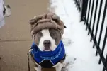bardi-dog-with-hat.webp
