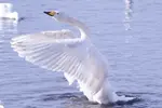 DSC00788.webp