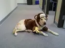 dog-halloween-costume-dublin-monkey.webp
