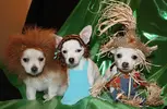 Halloween pup.webp