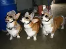 three-blind-mice-photos-cuteimages.net.webp