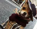 world-best-dressed-dog.webp