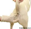empty-dog-anal-glands.webp