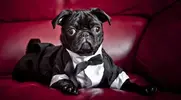 pug-tuxedo.webp