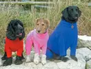 equifleece-dog-suits-600x456.webp
