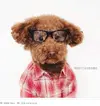 These-10-famous-dogs-of-Instagram-have-more-followers-than-you.webp