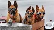 165190-dogs_zps9f026380.webp