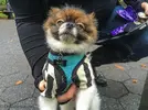 15509573832_6f4d900eca_c.webp