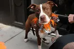 Rescue-And-Shelter-Dogs-Dressed-In-New-York-Mets-Gear-Paraded-In-Manhattan-7.webp