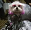 dog-sits-stroller-new-york-pet-fashion-show-event-fashion-week-manhattan-borough-new-york.webp
