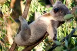 A-koala-bear-sleeping-in-a-tree..webp