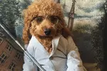 PAY-dog.webp