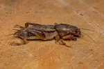 mole-cricket.webp