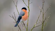 bullfinch-on-branch-wtml-00071-john-bridges.webp