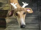 A Dog Wearing A Reindeer Costume.webp