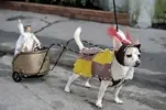 chariot-dog.webp