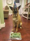 post-the-happiest-dogs-who-show-the-best-smiles-22__700.webp