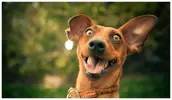 happy-dog.webp
