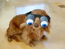 happy-dog.webp