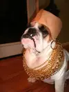 dog-with-jewels.webp