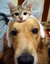 the-world_s-top-10-best-images-of-cats-riding-dogs-10.webp