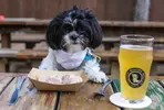 10-restaurants-where-dogs-are-served-steak-beer-and-ice-cream.webp