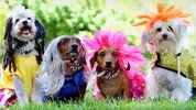 396058-dogs-with-toupees.webp