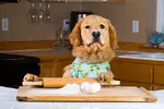 dog-baking.webp