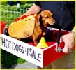 hot-dogs-4-sale3.webp