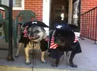 Pirate_dogs.webp