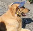 -font-b-Top-b-font-quality-dogs-cats-fashion-cool-sun-font-b-hat-b.webp