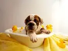 bulldog-bath-300x225.webp