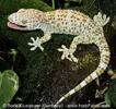 Gekko-gecko-03000027659_01.webp