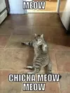 Cat  6.webp