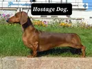 Short-haired-Dachshund.webp