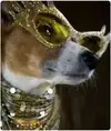 photos-yorkies-designer-clothes-cropped-275x300.webp