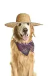 images.webp
