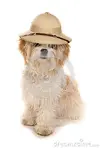 shih-tzu-dog-wearing-safari-explorers-hat-cutout-44425175.webp